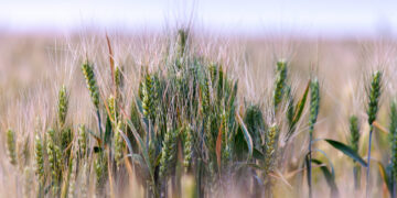 Pratęsti kraštovaizdžio elementų priežiūros ir žaliojo pūdymo sutvarkymo terminai