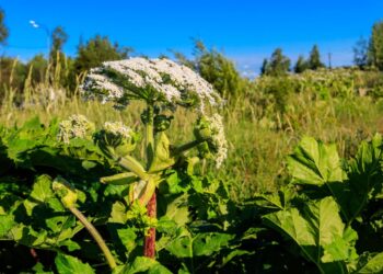 Įsigijote Sosnovskio barščiais užterštą žemės sklypą: ar pardavėjas turėtų atlyginti nuostolius?