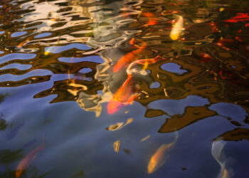 Maudytis Marijampolės savivaldybės maudyklose saugu