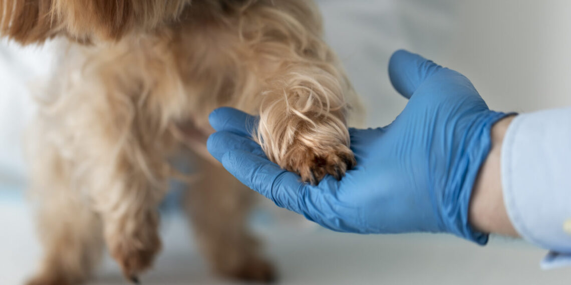 Gyvūnas veterinarijos kabine