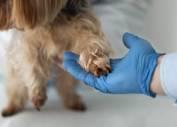 Gyvūnas veterinarijos kabine