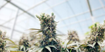 Kanapes bandyta auginti daugiabučio šiltnamyje – kalti visi gyventojai?