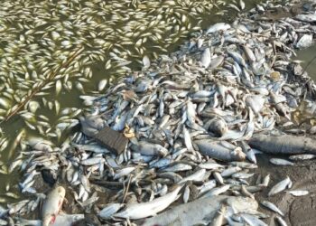 Gaištančios žuvys