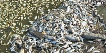 Gaištančios žuvys