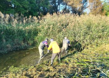 Pradėti upės vagos valymo darbai