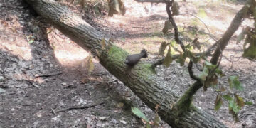 Šakių rajone artilerijos sviedinį savo lauke iškasė ūkininkas