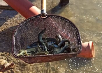 Vilkaviškio rajone įžuvinti ežerai