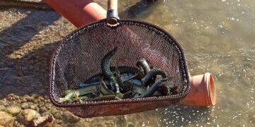 Vilkaviškio rajone įžuvinti ežerai