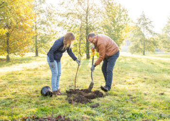 Klimato savaitė - Marijampolės skveruose pasodinta 200 medžių