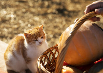 Moliūgai naudingi ir augintiniams