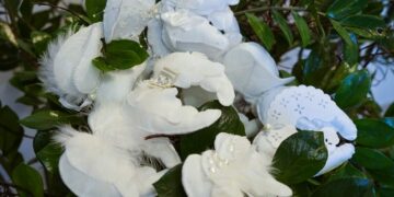 Marijampoliečių kurtos kalėdinės puošmenos iškeliavo į Prezidentūrą