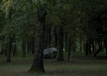 „Ožkabalių ąžuolynas"