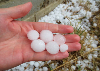 Priimamos paraiškos dėl palūkanų kompensavimo nuo audros nukentėjusiems ūkininkams