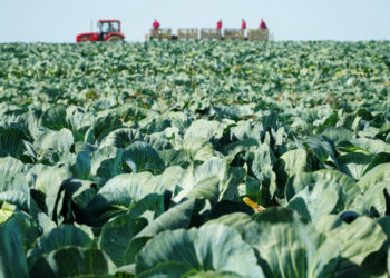 Ūkininkus pasieks klimatui, aplinkai ir gyvūnų gerovei naudingų sistemų išmokų avansai