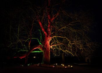 Lietuvos metų medis 2023