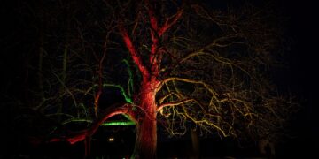 Lietuvos metų medis 2023