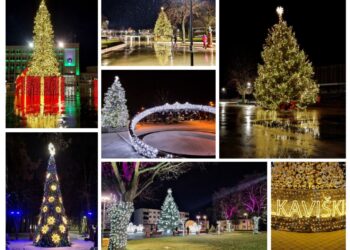 Sūduvos krašto žaliaskarės – kuri šių metų eglutė patinka labiausiai?