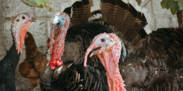 Liudvinave užfiksuotas paukščių gripas