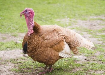 Liudvinave - paukščių gripo protrūkis