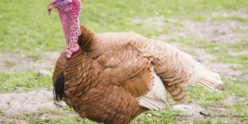 Liudvinave - paukščių gripo protrūkis