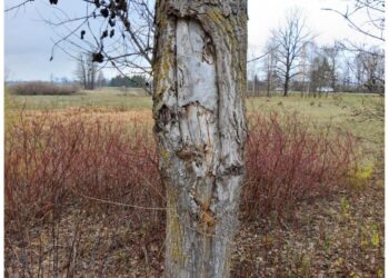 Netoli Zyplių dvaro planuojami pavojingų želdinių genėjimo ir šalinimo darbai