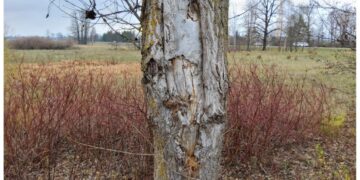 Netoli Zyplių dvaro planuojami pavojingų želdinių genėjimo ir šalinimo darbai