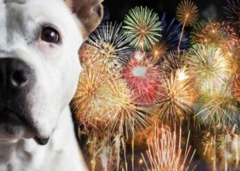 20 geriausių naujametinių fejerverkų patarimų auginantiems šunis