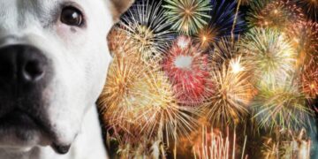 20 geriausių naujametinių fejerverkų patarimų auginantiems šunis