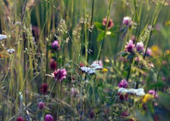 Stabdomas reikalavimas atkurti daugiametes pievas