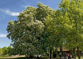 Basanavičynės kaštonas varžovi Europos geriausio metų medžio konkurse