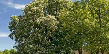 Basanavičynės kaštonas varžovi Europos geriausio metų medžio konkurse