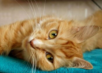 Kokias pagrindines klaidas daro kačių šeimininkai rinkdami joms maistą?