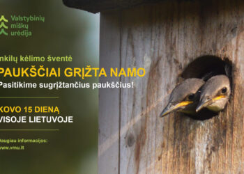 Paukščiai grįžta namo – sparnuotų giesmininkų sutiktuvės visoje Lietuvoje