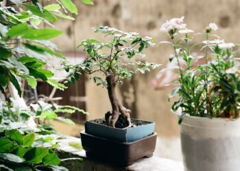 Ar bonsai medeliai vis dar madingi?