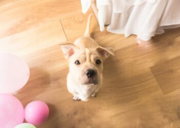 Laminuota grindų danga