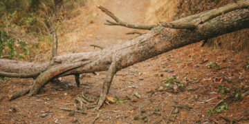 Plutiškėse virstantis medis kliudė automobilį