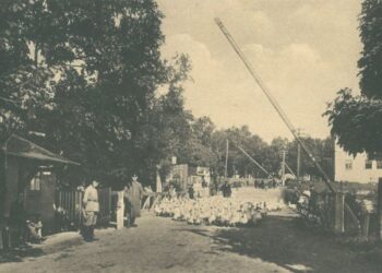 Pardavimui varomos žąsys