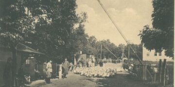 Pardavimui varomos žąsys