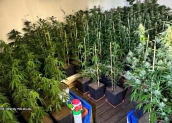 Vilkaviškyje demaskuota itin didelė požeminė kanapių auginimo laboratorija