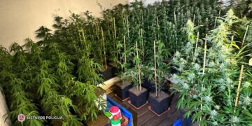 Vilkaviškyje demaskuota itin didelė požeminė kanapių auginimo laboratorija