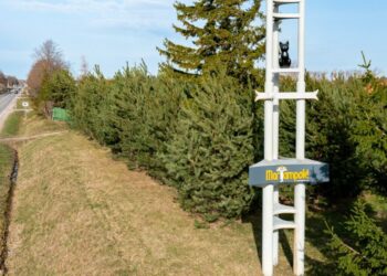 Balandžio 1-osios pokštas gali tapti realybe – katės kviestų atvykstančius į Marijampolę