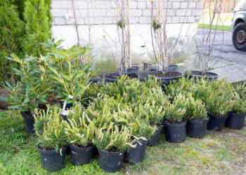 Gyventojus pasiekė pirmieji želdiniai aplinkai puošti