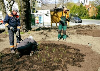 Marijampolę papuoš dar vienas rožynas - dar viena dovana miestui