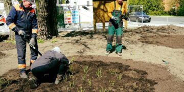 Marijampolę papuoš dar vienas rožynas - dar viena dovana miestui