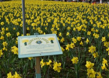 Narcizų pieva Vilkaviškyje