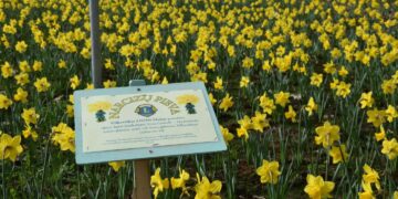 Narcizų pieva Vilkaviškyje