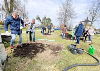 Tradicija tęsiasi - Kazlų Rūdos miestas puošiasi sakuromis