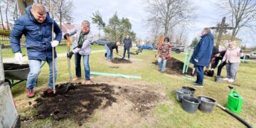 Tradicija tęsiasi - Kazlų Rūdos miestas puošiasi sakuromis