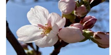 Vilkaviškio verslo bendruomenės sakurų alėja