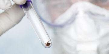 Erkės sukelia sunkias ligas